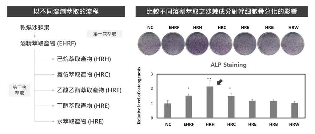 沙棘具有促進間葉幹細胞分化成造骨細胞的作用
