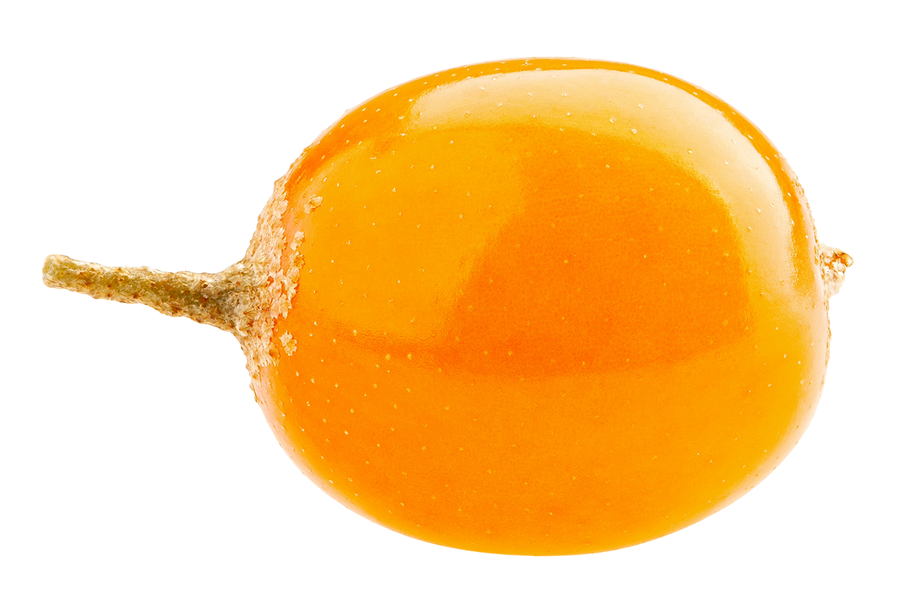 小果沙棘示意圖