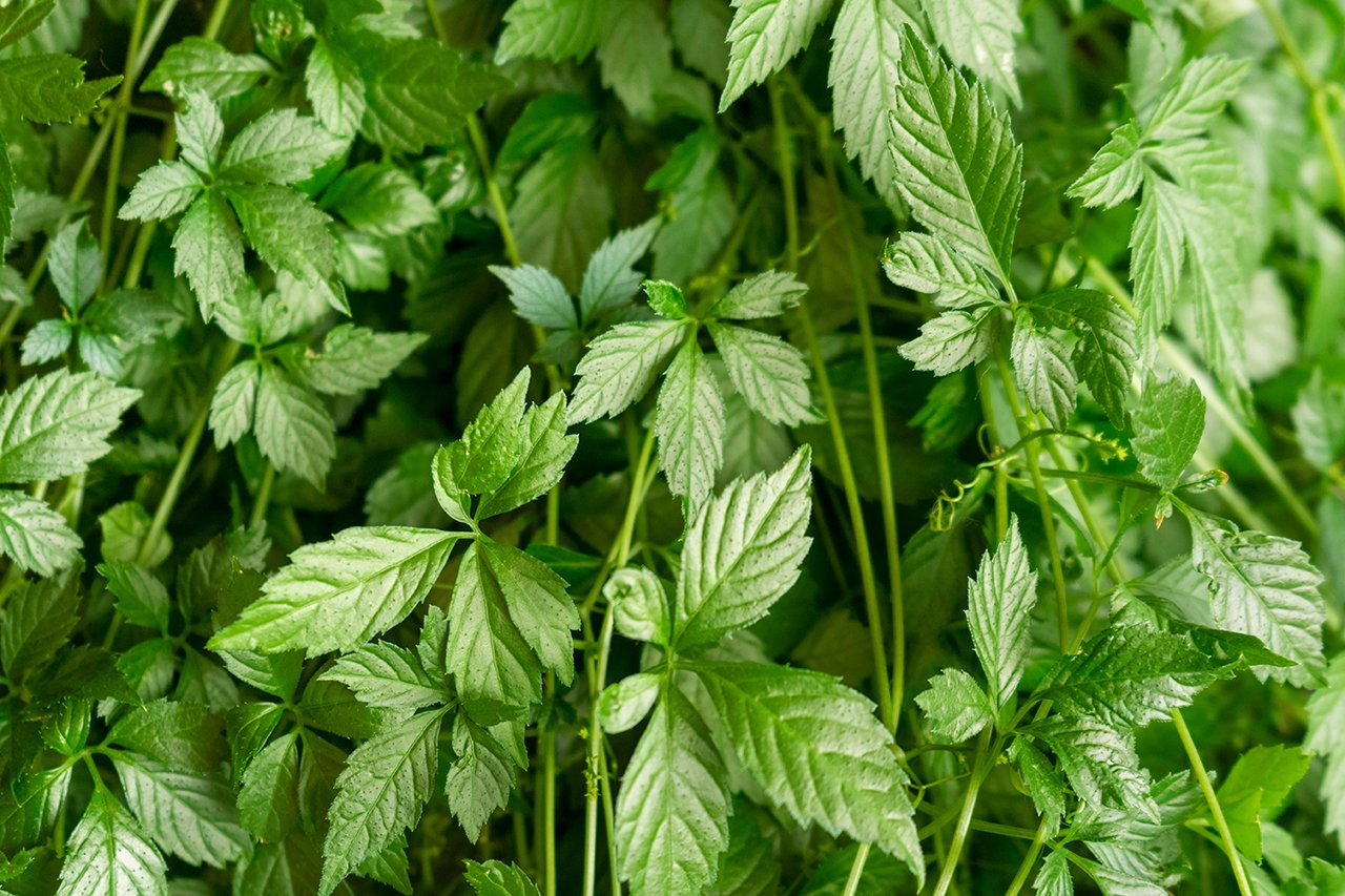 絞股藍又稱為七葉膽，富含獨特的達瑪烷型三萜皂苷，具有調節血脂與血糖，促進新陳代謝的效果。
