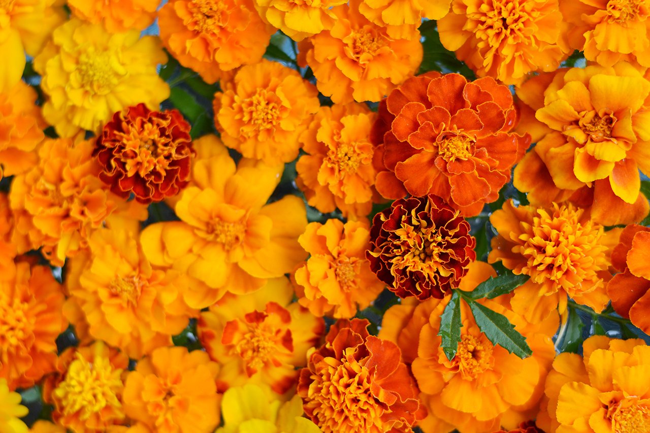 Lutent 是一款萬壽菊萃取油，富含游離型葉黃素及玉米黃色，由印度 Plant Lipids 公司所製造。