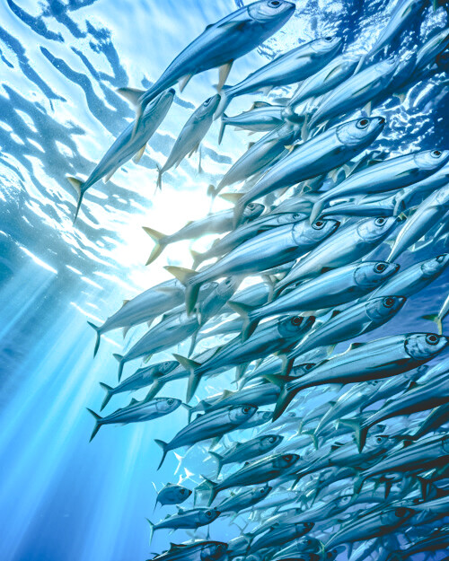 如鯖魚、鯷魚或沙丁魚等海洋小魚，通常為煉製魚油的主要種類，其中亦含有微量的 Omega-7 不飽和脂肪酸。