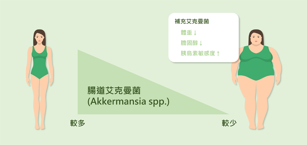 艾克曼菌具有減重、減脂及促進血糖調節的作用