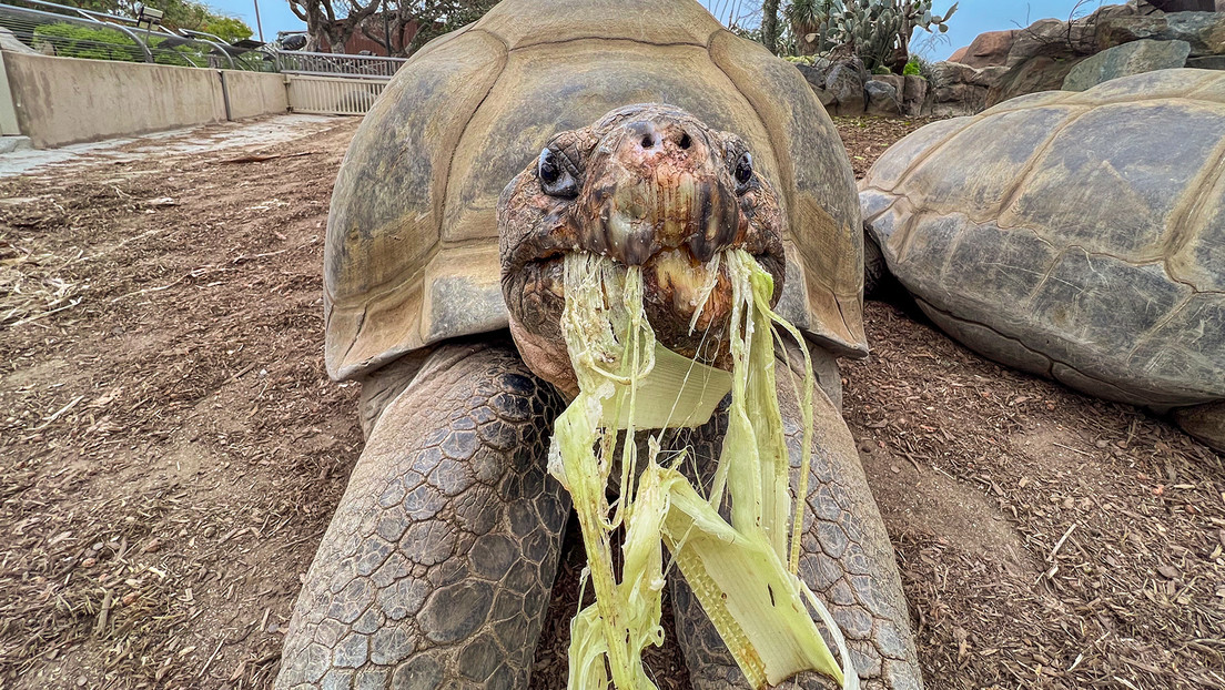 A lo largo de su vida, Jonathan se convirtió en un símbolo de resistencia y longevidad. Aunque en sus últimos años había perdido la vista y el olfato, continuaba mostrando un comportamiento tranquilo y sociable.