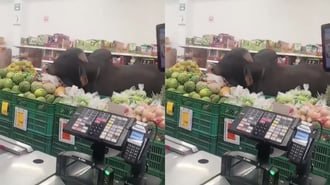 ¡Cliente inesperado! Toro entra a un minimercado para comer y se vuelve viral en Colombia