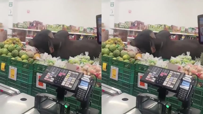 ¡Cliente inesperado! Toro entra a un minimercado para comer y se vuelve viral en Colombia