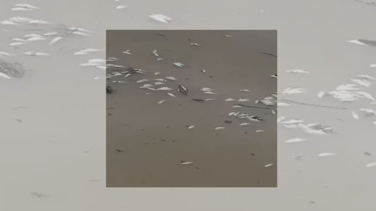 Alarma ambiental por miles de peces muertos en el río Soco