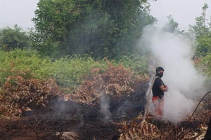 Incendios de Indonesia arrasan unos dos millones de hectáreas