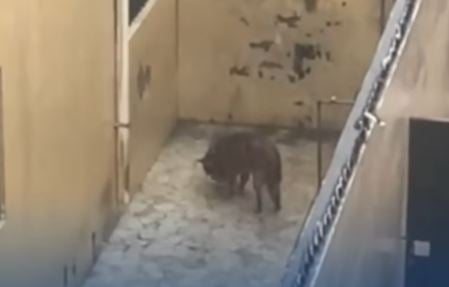 Perro permanece sin cuidado bajo intensas lluvias por efectos de Melissa