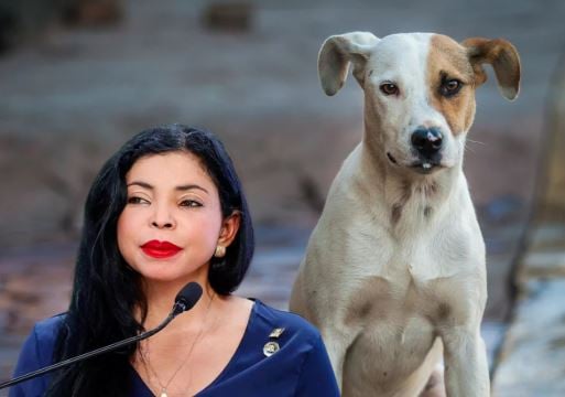 Formarán 100 abogados para perseguir casos de maltrato animal en RD