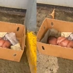 Hallan abandonada en una caja a recién nacida desnuda en San Antonio de Guerra
