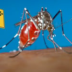 Casos de dengue van en aumento en la República Dominicana