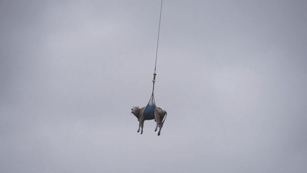 Además, fueron evacuadas 190 ovejas, 26 vacas y unos 20 conejos. En las redes se han divulgado imágenes que muestran el bovino desorientado colgado de la aeronave con una cuerda larga.