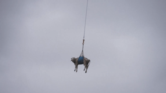 Además, fueron evacuadas 190 ovejas, 26 vacas y unos 20 conejos. En las redes se han divulgado imágenes que muestran el bovino desorientado colgado de la aeronave con una cuerda larga.