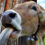 Entre las medidas recomendadas figuran la inmovilización y vigilancia de los animales bajo investigación, el rastreo de sus movimientos, la ampliación del muestreo epidemiológico y la vigilancia del mosquito del género Culicoides, principal vector de la enfermedad.