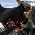 VIDEO: Así la policía de Warren detuvo un intento de suicidio en pleno Domingo de Pascua