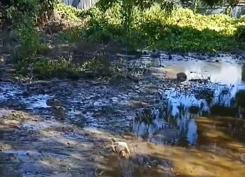 Aparición de aguas misteriosas preocupa a residentes en Vicente Noble