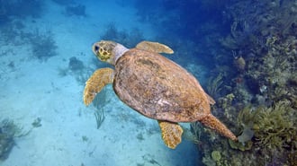 Las tortugas marinas en peligro de extinción están recuperándose, según estudio