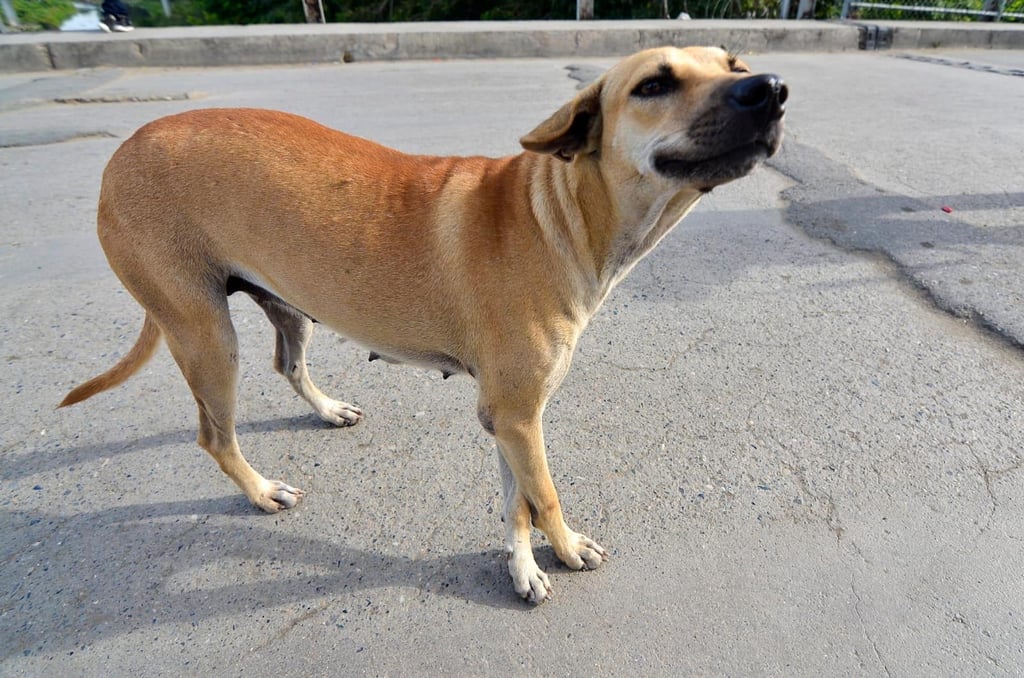 Esta simpática y curiosa efeméride tiene como finalidad fomentar la adopción de perros mestizos y callejeros abandonados, muchos de los cuales son perros sin raza.