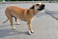 Esta simpática y curiosa efeméride tiene como finalidad fomentar la adopción de perros mestizos y callejeros abandonados, muchos de los cuales son perros sin raza.