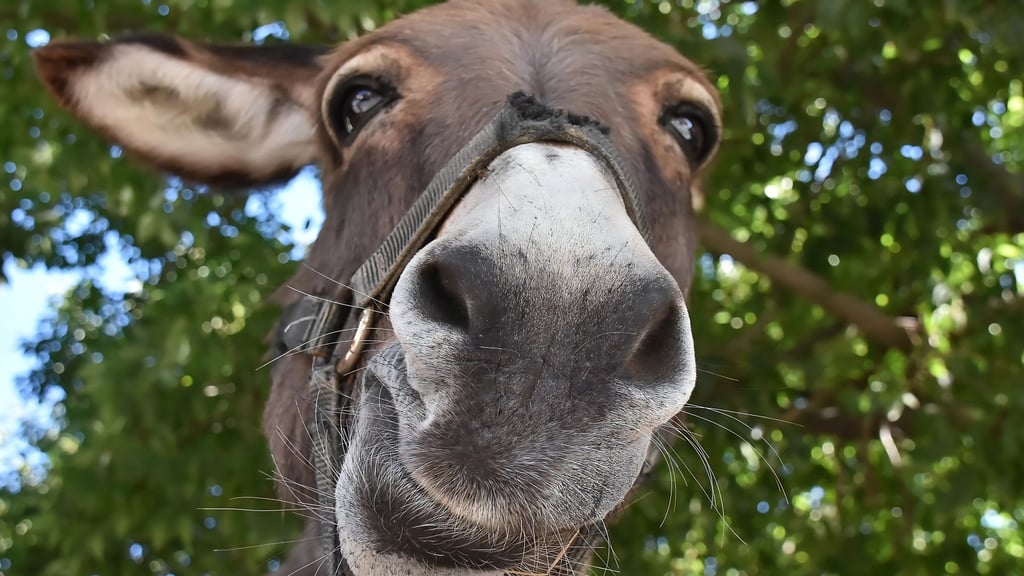 Día Mundial del Burro: Un cuadrúpedo noble, carismático y peculiar