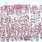 Organizaciones internacionales han solicitado a las autoridades redoblar los esfuerzos de protección en la zona para garantizar la supervivencia de esta emblemática especie.