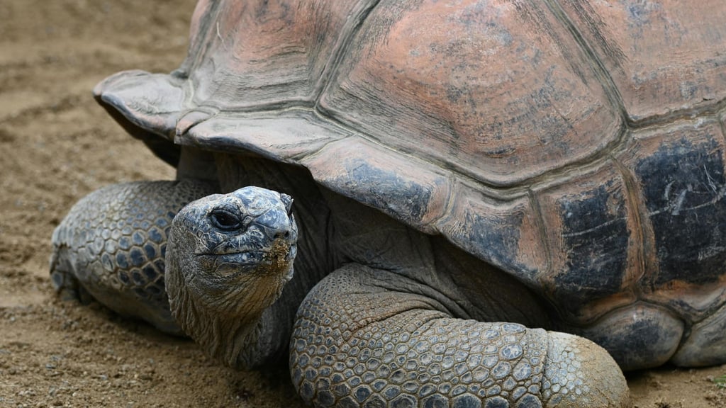 Con casi 100 años, tortuga gigante Mommy al convertirse en madre por primera vez