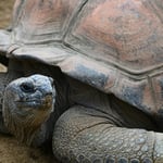 Con casi 100 años, tortuga gigante Mommy al convertirse en madre por primera vez