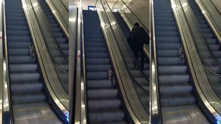 VIDEO: Hombre ayuda a gatito confundido en escalera mecánica