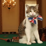 Día del gato: ¿sabías que estos animales celebran su día tres veces al año?