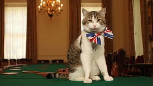 Día del gato: ¿sabías que estos animales celebran su día tres veces al año?