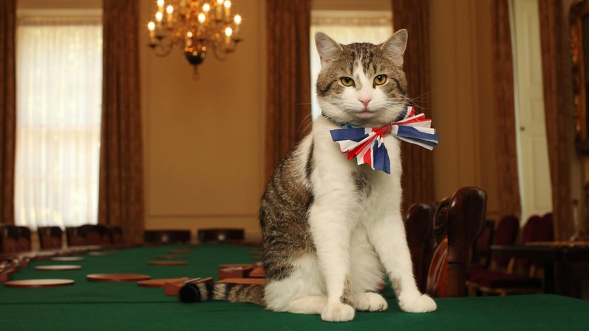 Día del gato: ¿sabías que estos animales celebran su día tres veces al año?