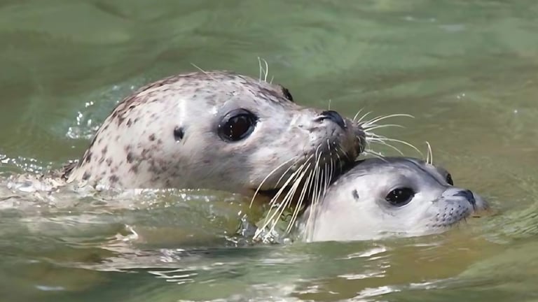 Cómo las focas dominan el arte de bucear sin ahogarse