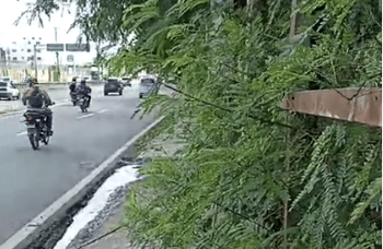 Ciudadano solicita a alcaldía de SDE poda de árboles que obstaculiza a transeúntes