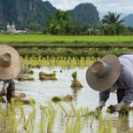 En ese lugar, los agricultores han tenido que recurrir a métodos rudimentarios, utilizando a decenas de hombres para construir los caminos con picos y palas.