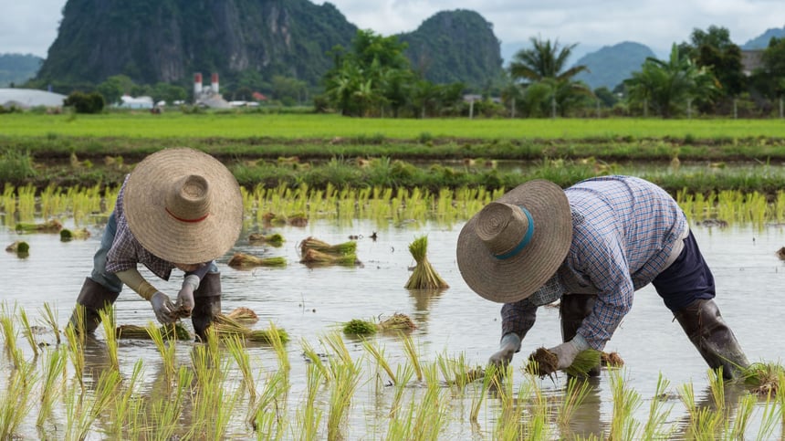 En ese lugar, los agricultores han tenido que recurrir a métodos rudimentarios, utilizando a decenas de hombres para construir los caminos con picos y palas.