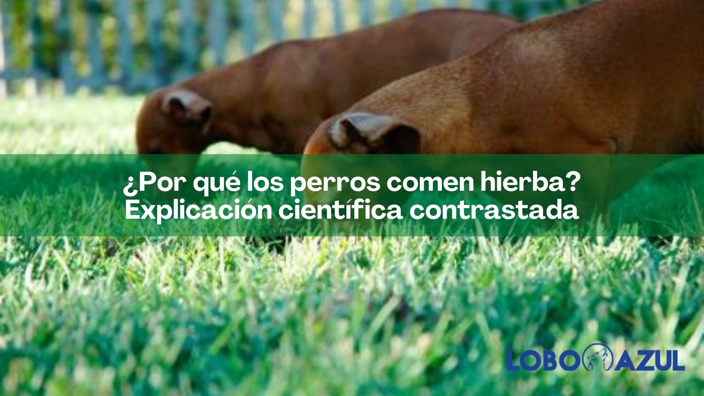 ¿Por qué los perros comen hierba? Explicación científica contrastada