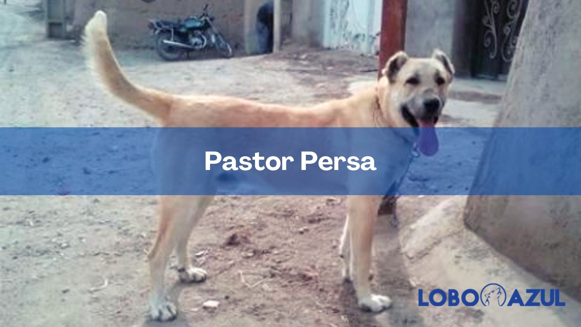 Pastor Persa - Descubre las características de esta importante raza