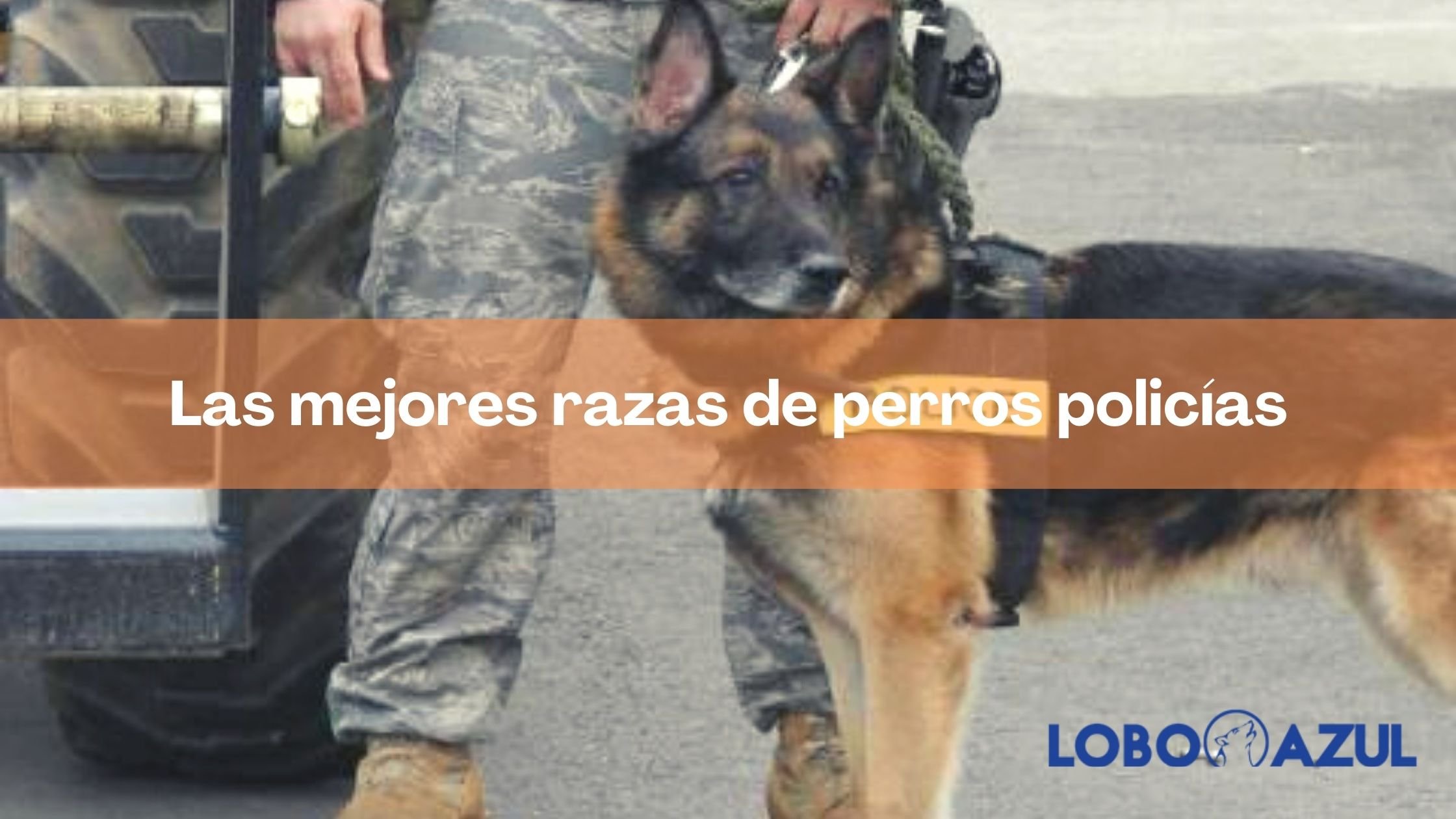 Las mejores razas de perros policías 【Lobo Azul】