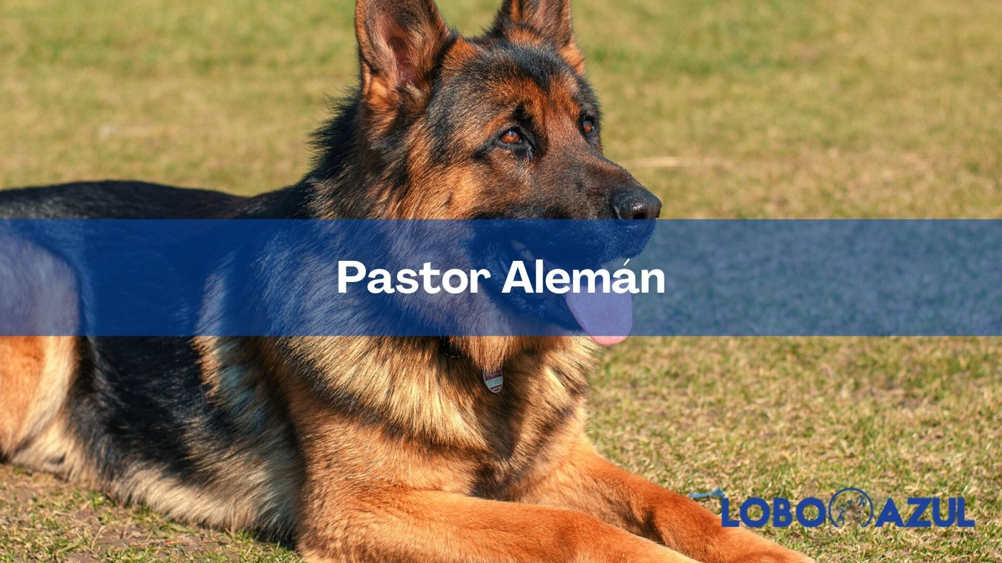 Pastor Alemán: Toda la información sobre esta excelente raza de perro