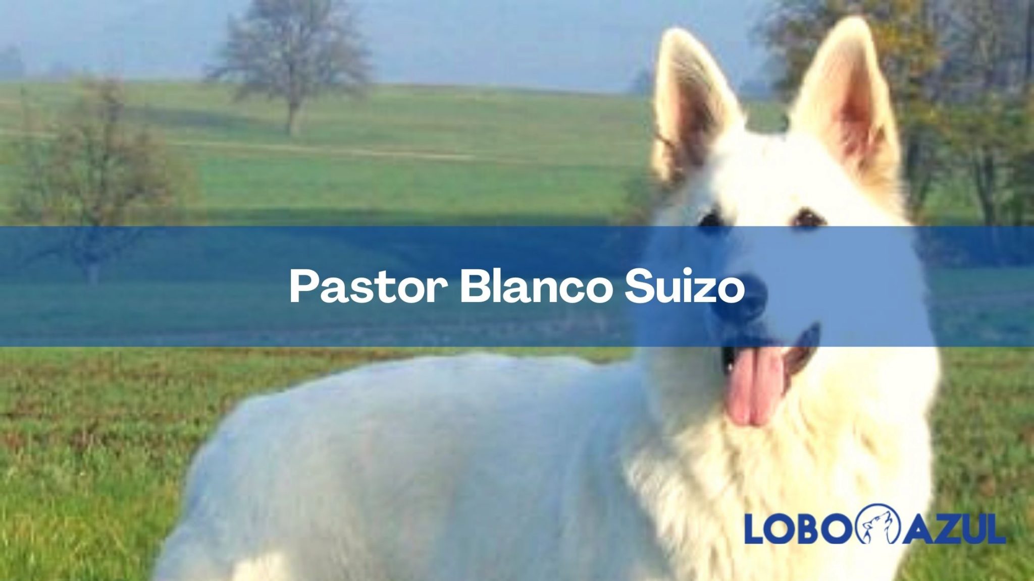 Pastor Blanco Suizo - Conoce todos los detalles de este elegante perro