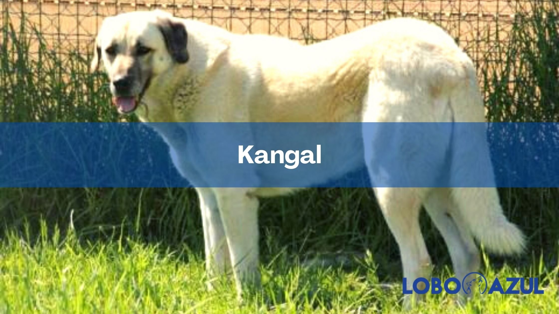 Kangal - Conoce todo sobre esta enorme raza