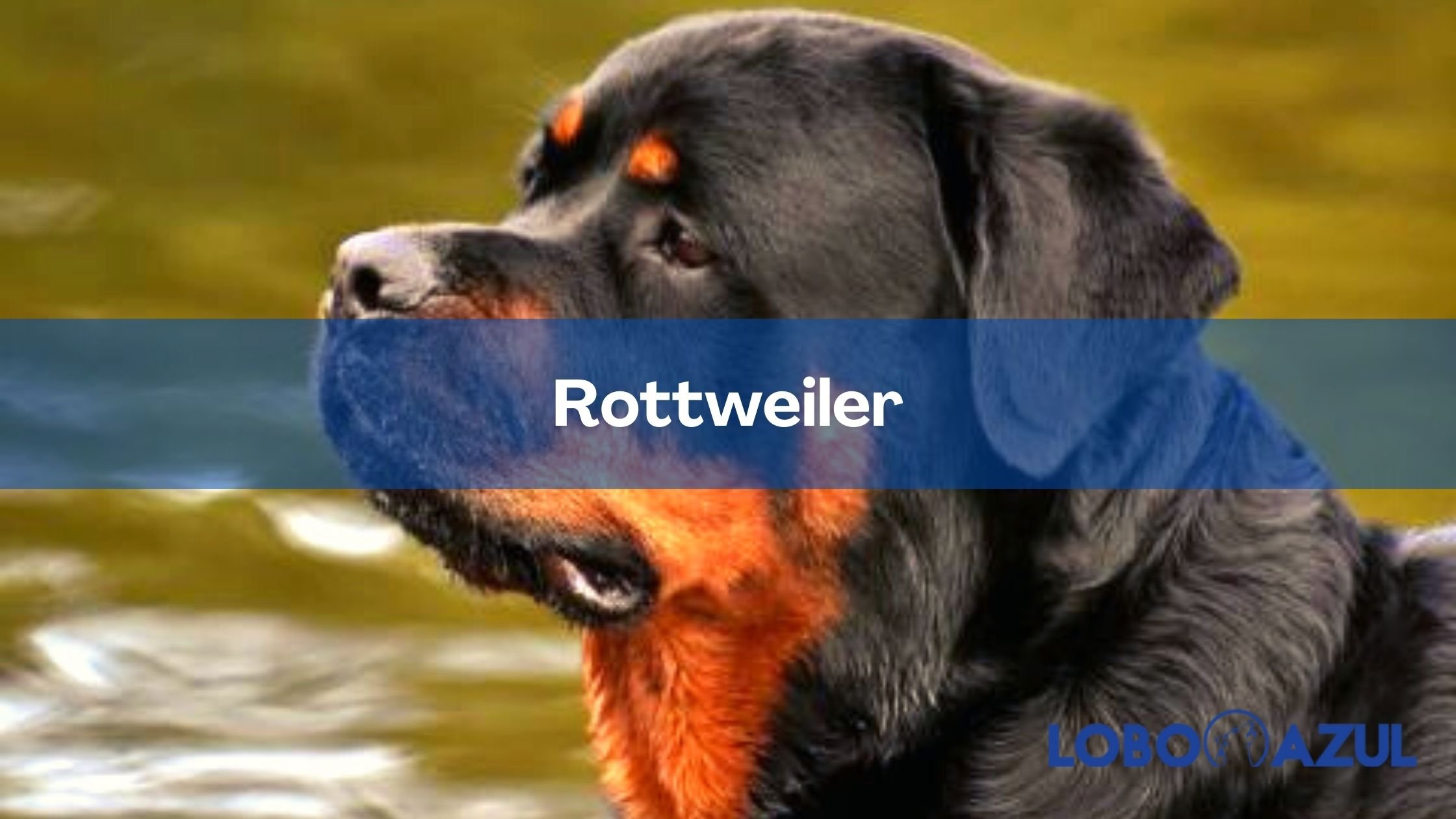 Rottweiler - Te lo contamos todo sobre esta increíble raza
