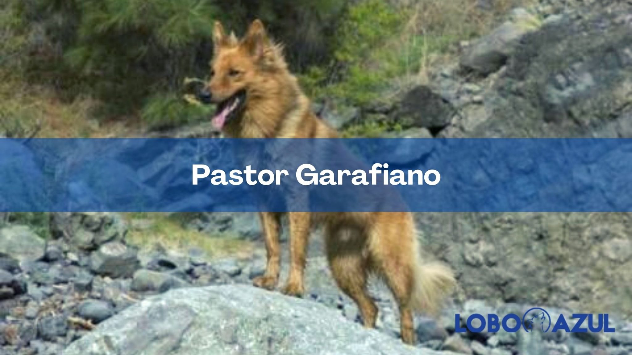 El Pastor Garafiano: origen, cualidades y cuidados