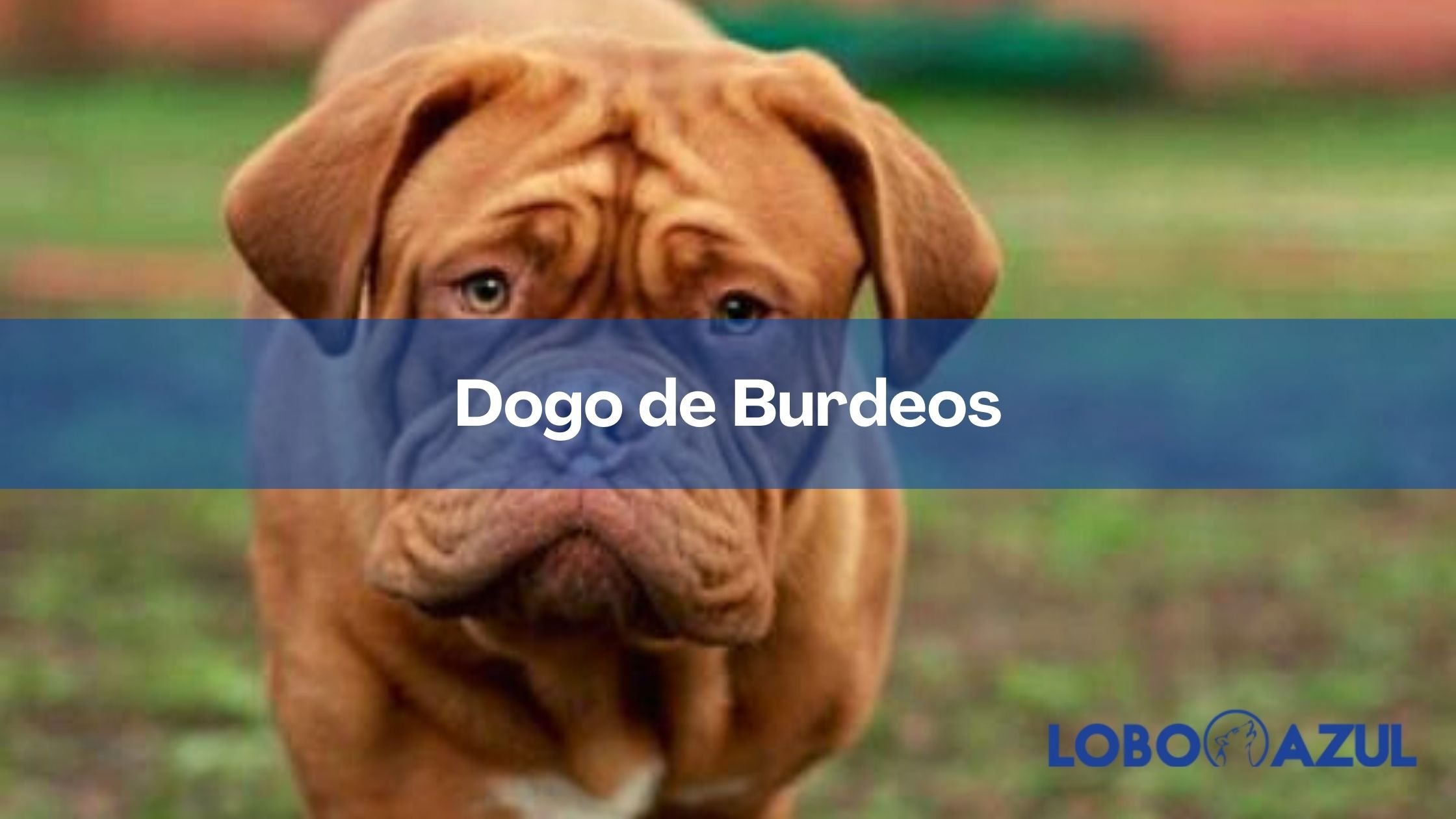 Dogo de Burdeos: origen, características, alimentación y mucho más