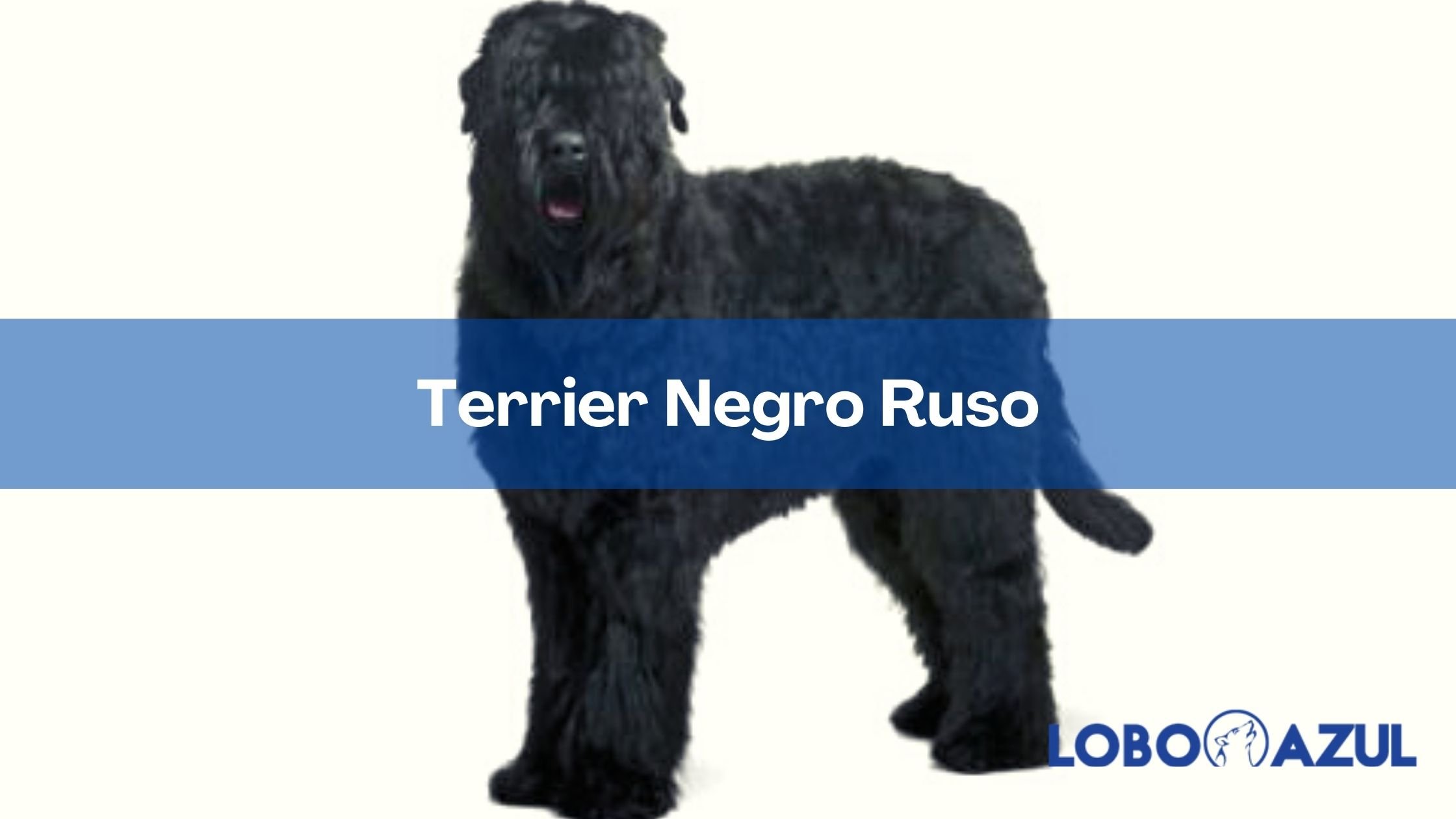 Terrier Negro Ruso | Todo sobre esta raza 【Lobo Azul】