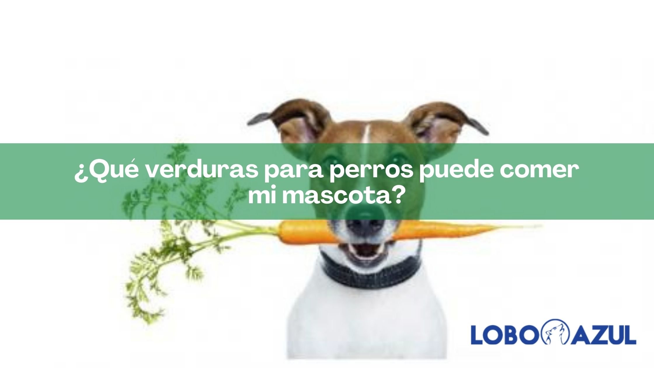 Qué verduras puede comer mi mascota? 【Lobo Azul】