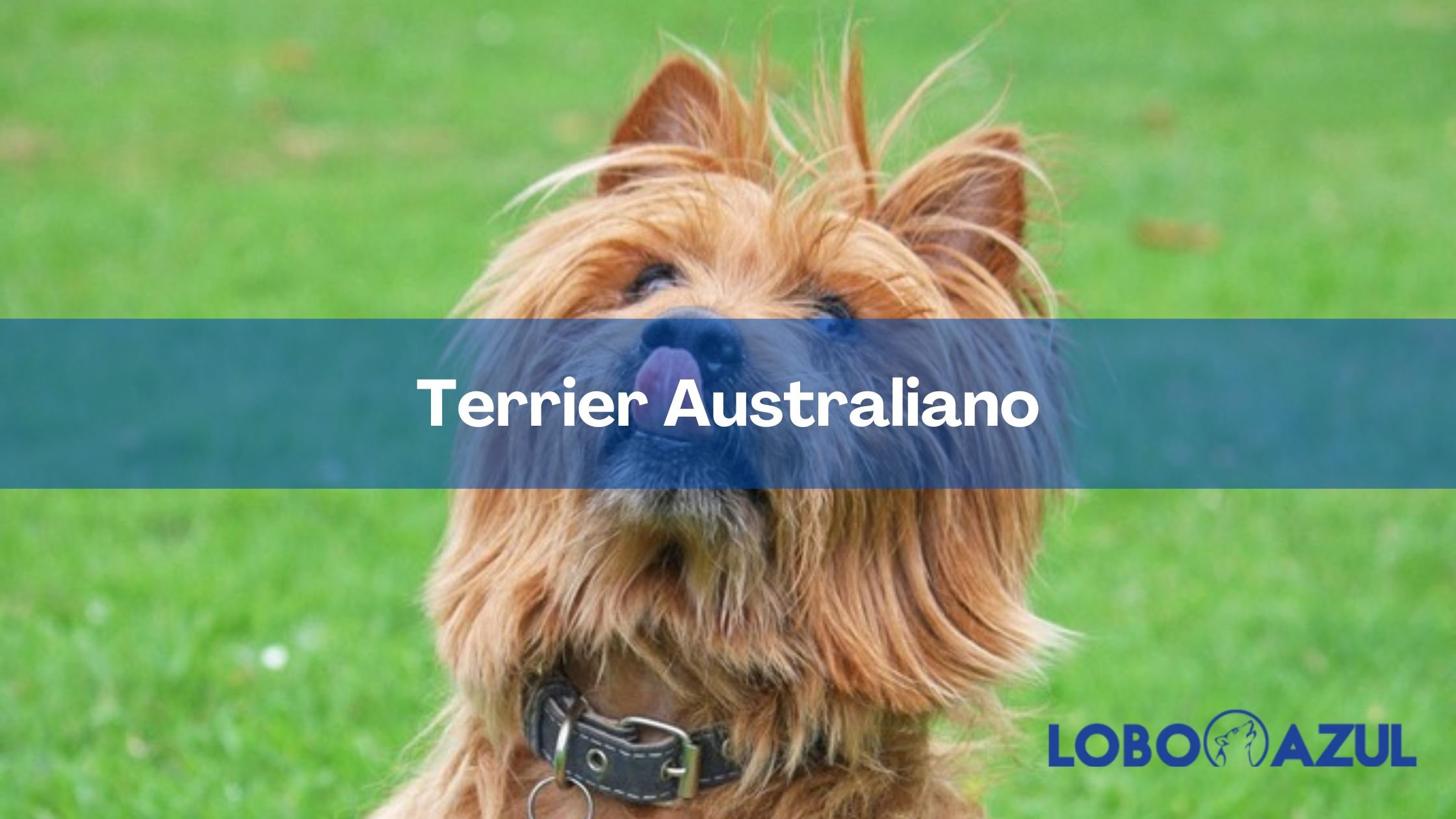 Terrier Australiano