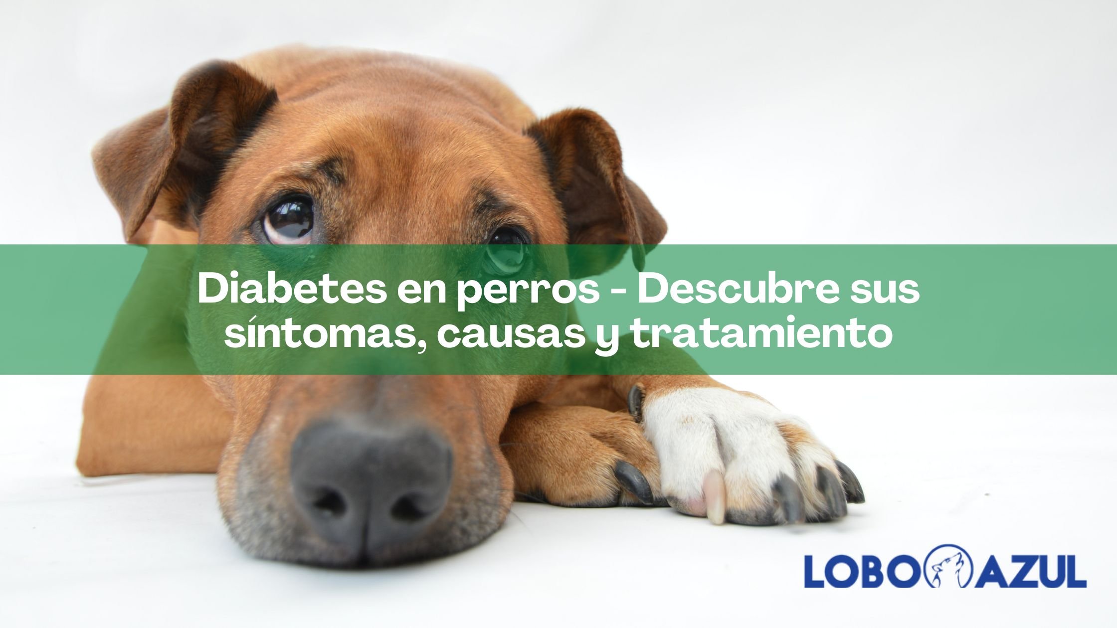 Diabetes en perros - Descubre sus síntomas, causas y tratamiento