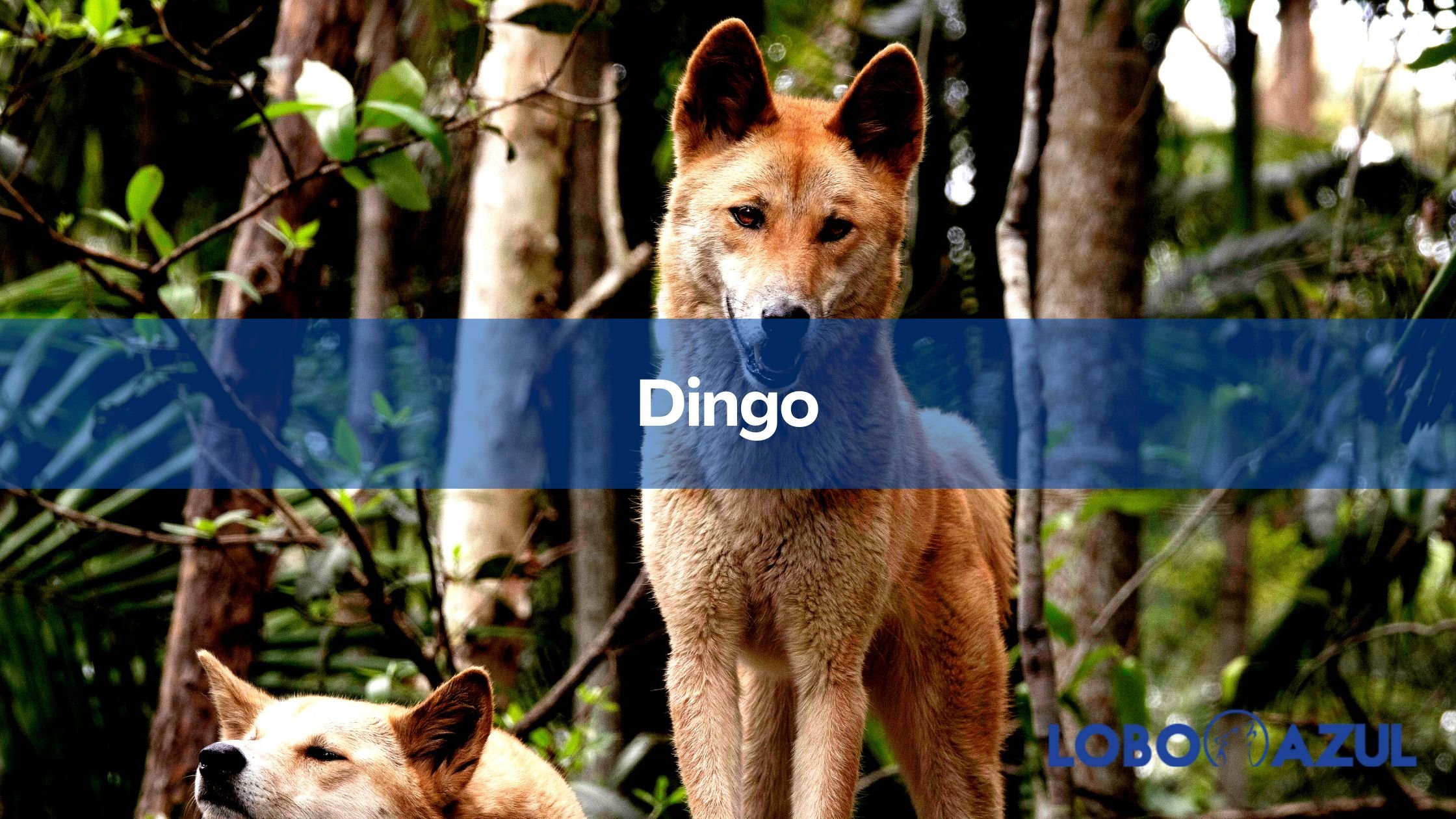 Dingo - Todo lo que debe saber de esta extraña raza de perro
