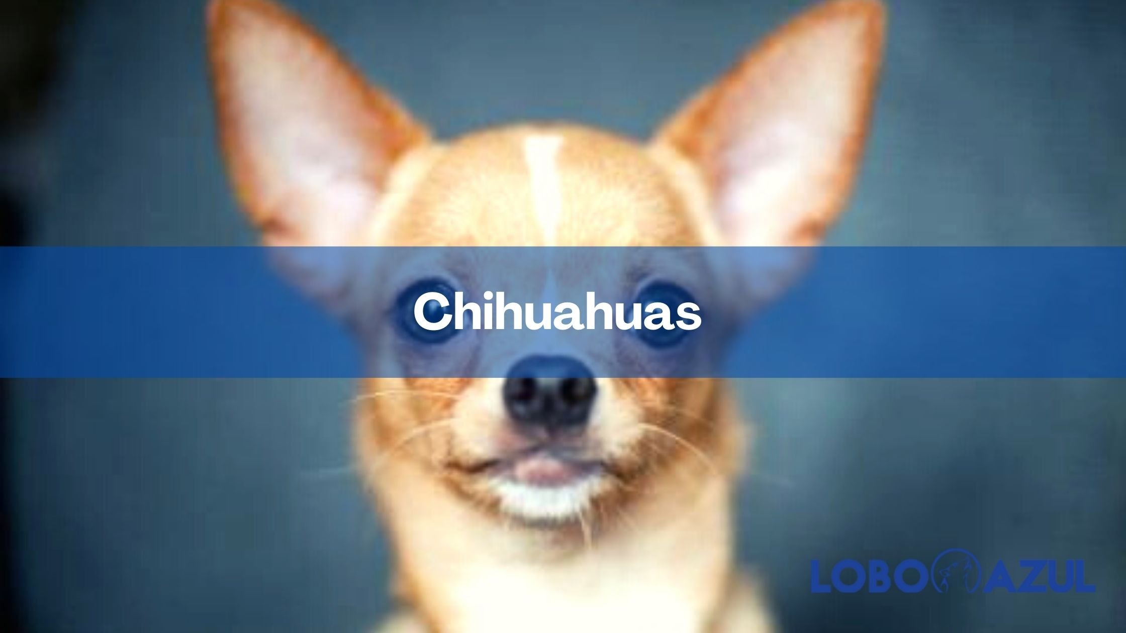Chihuahuas - Origen, historia y mucho más